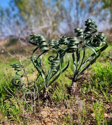 Gethyllis verticillata