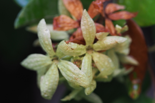 Getonia floribunda (Ukshi) — photo