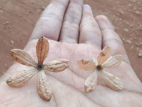 Getonia floribunda (Ukshi) — photo