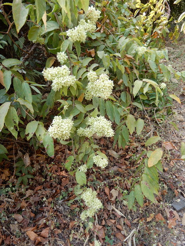 Getonia floribunda