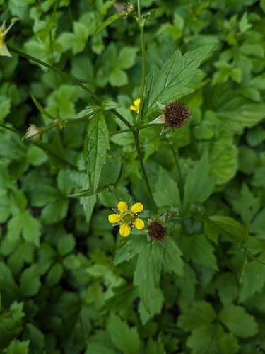 Geum aleppicum (Yellow avens) — photo
