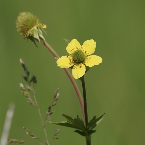 Geum aleppicum (Yellow avens) — photo