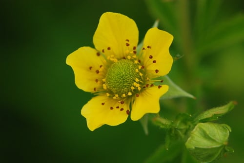 Geum aleppicum