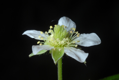 Geum canadense (White avens) — photo
