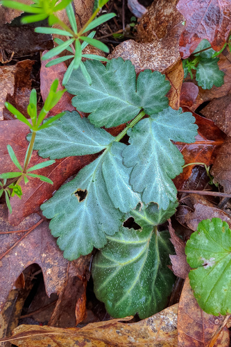 Geum canadense (White avens) — photo