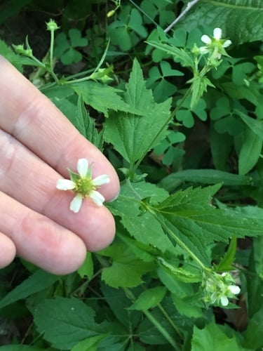 Geum canadense
