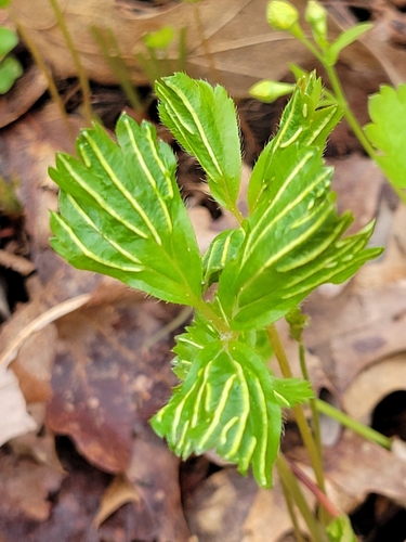 Geum fragarioides — photo
