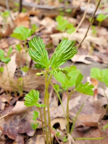 Geum fragarioides — photo