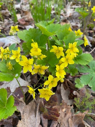 Geum fragarioides
