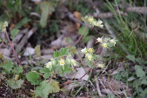 Geum heterocarpum — photo