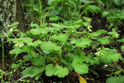 Geum heterocarpum