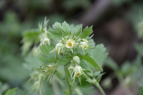 Geum heterocarpum — photo