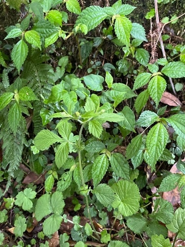 Geum japonicum — photo