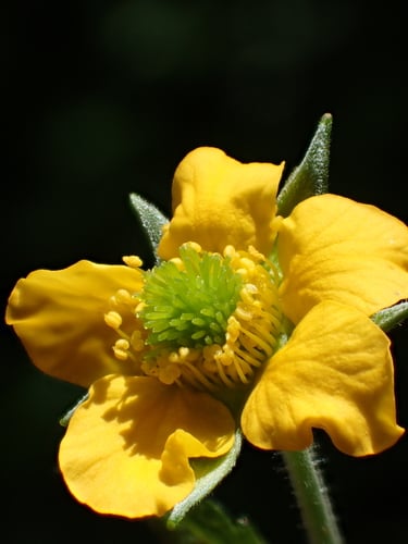Geum japonicum
