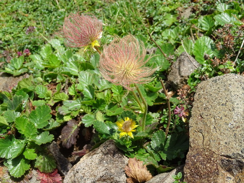 Geum montanum (Alpine avens) — photo