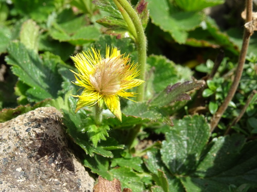 Geum montanum (Alpine avens) — photo