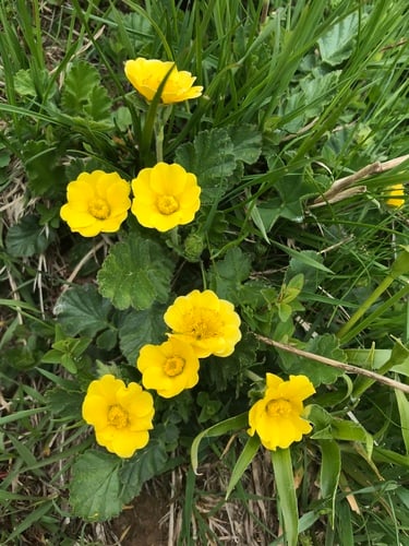 Geum montanum