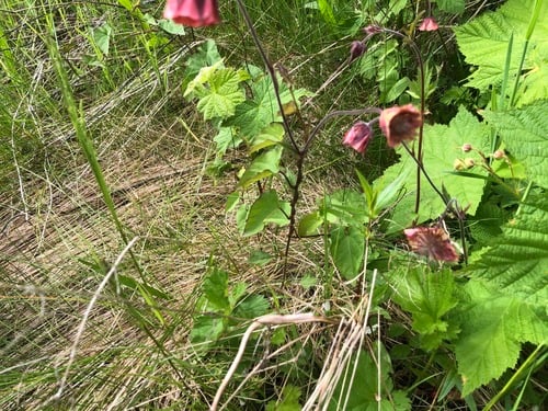 Geum rivale (Water avens) — photo
