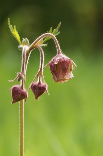 Geum rivale