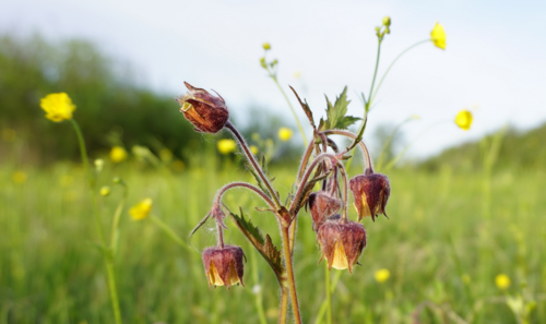 Geum rivale (Water avens) — photo