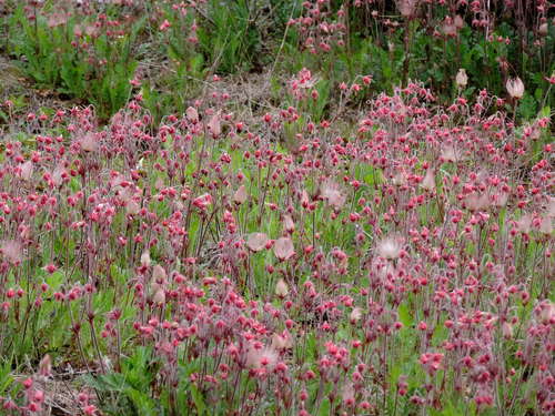Geum triflorum (Lion's beard) — photo