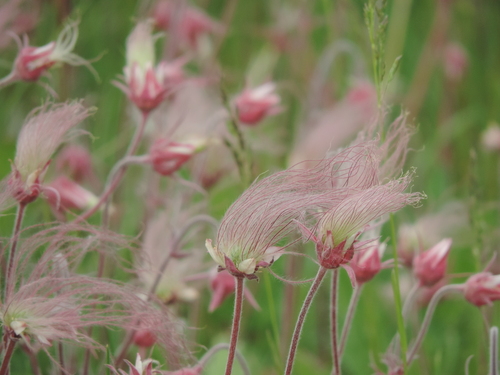 Geum triflorum