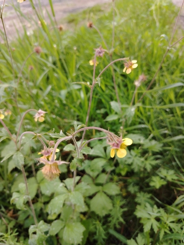 Geum urbanum (Wood avens) — photo