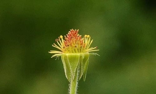 Geum urbanum var. strictum