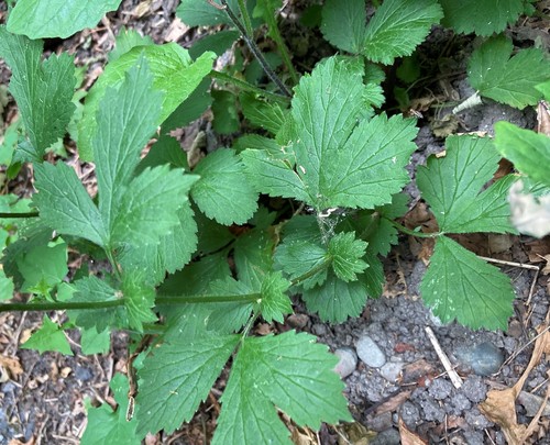Geum urbanum var. strictum (Avens) — photo