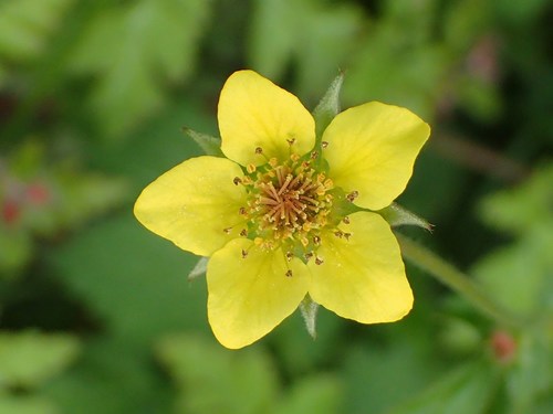 Geum urbanum var. strictum (Avens) — photo