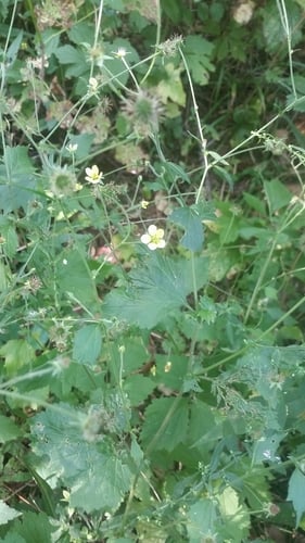 Geum urbanum