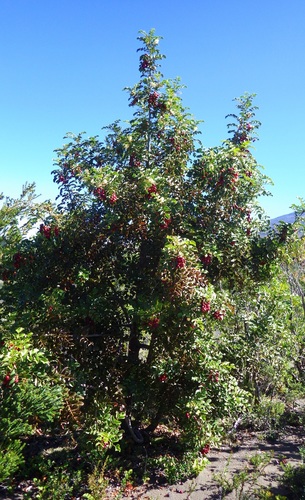 Gevuina avellana (Chilean hazel) — photo