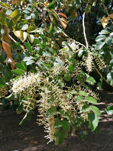 Gevuina avellana