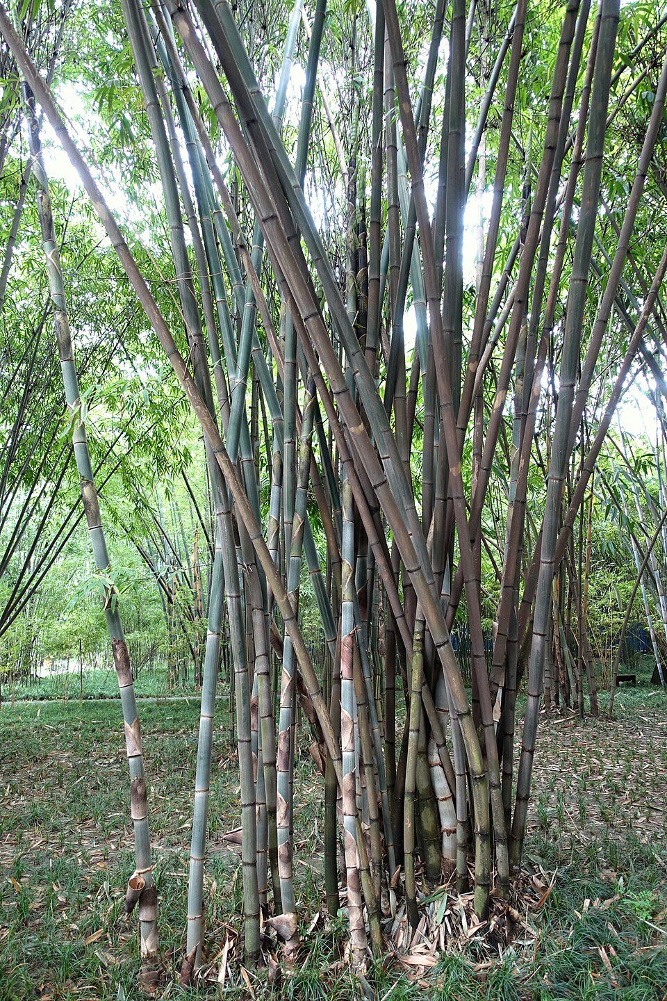 Gigantochloa albociliata (White-fringed gigantochloa) — photo