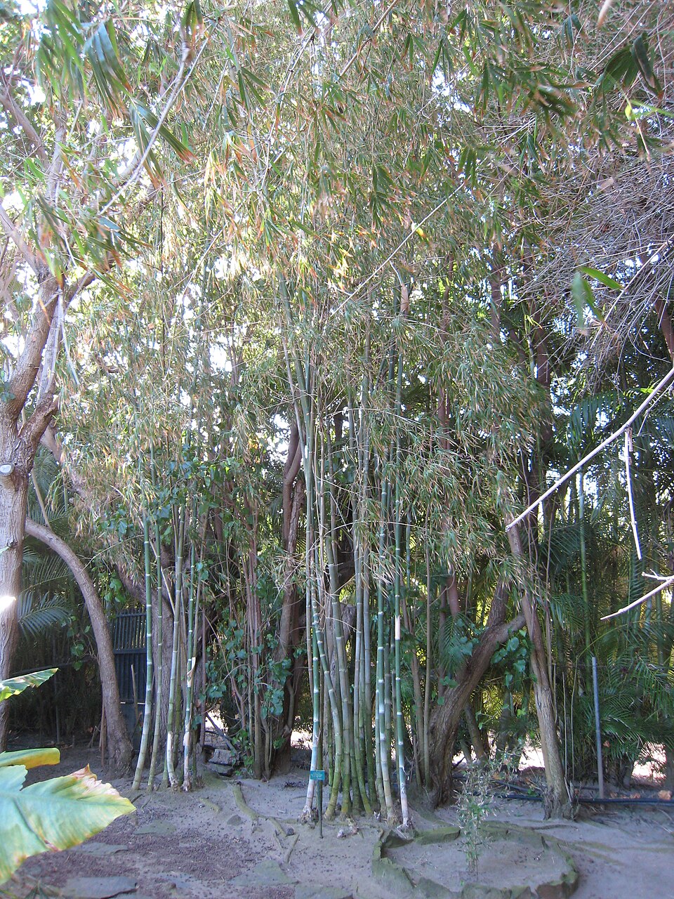 Gigantochloa albociliata (White-fringed gigantochloa) — photo