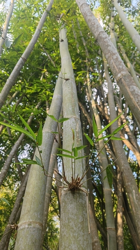 Gigantochloa albociliata