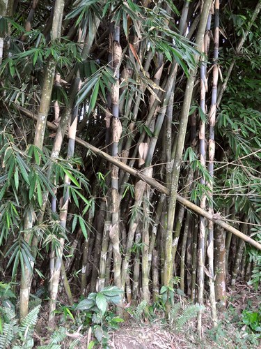Gigantochloa apus (Tabashir Bamboo) — photo