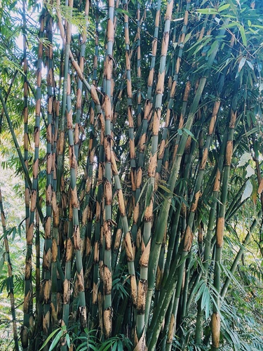 Gigantochloa apus (Tabashir Bamboo) — photo