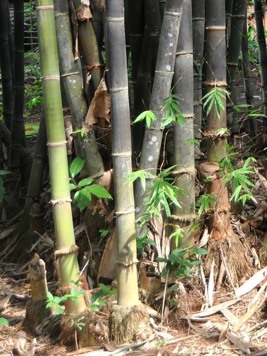 Gigantochloa atroviolacea (Giant Black bamboo) — photo