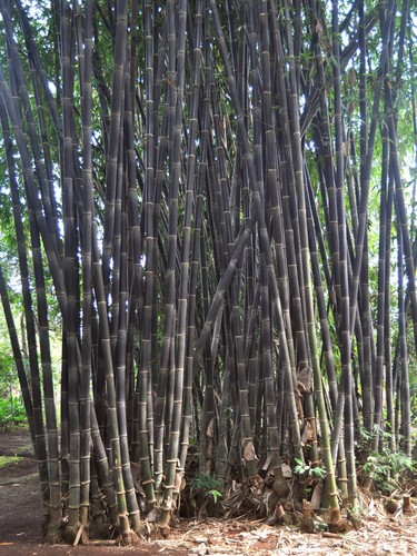 Gigantochloa atroviolacea (Giant Black bamboo) — photo