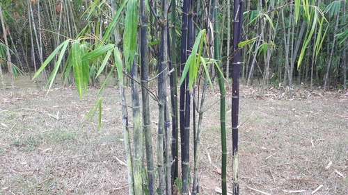Gigantochloa atroviolacea