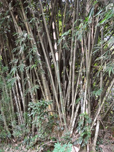 Gigantochloa atter (Sweet bamboo) — photo
