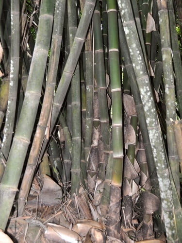 Gigantochloa atter