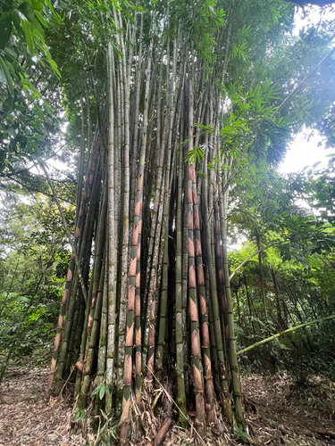 Gigantochloa atter (Sweet bamboo) — photo