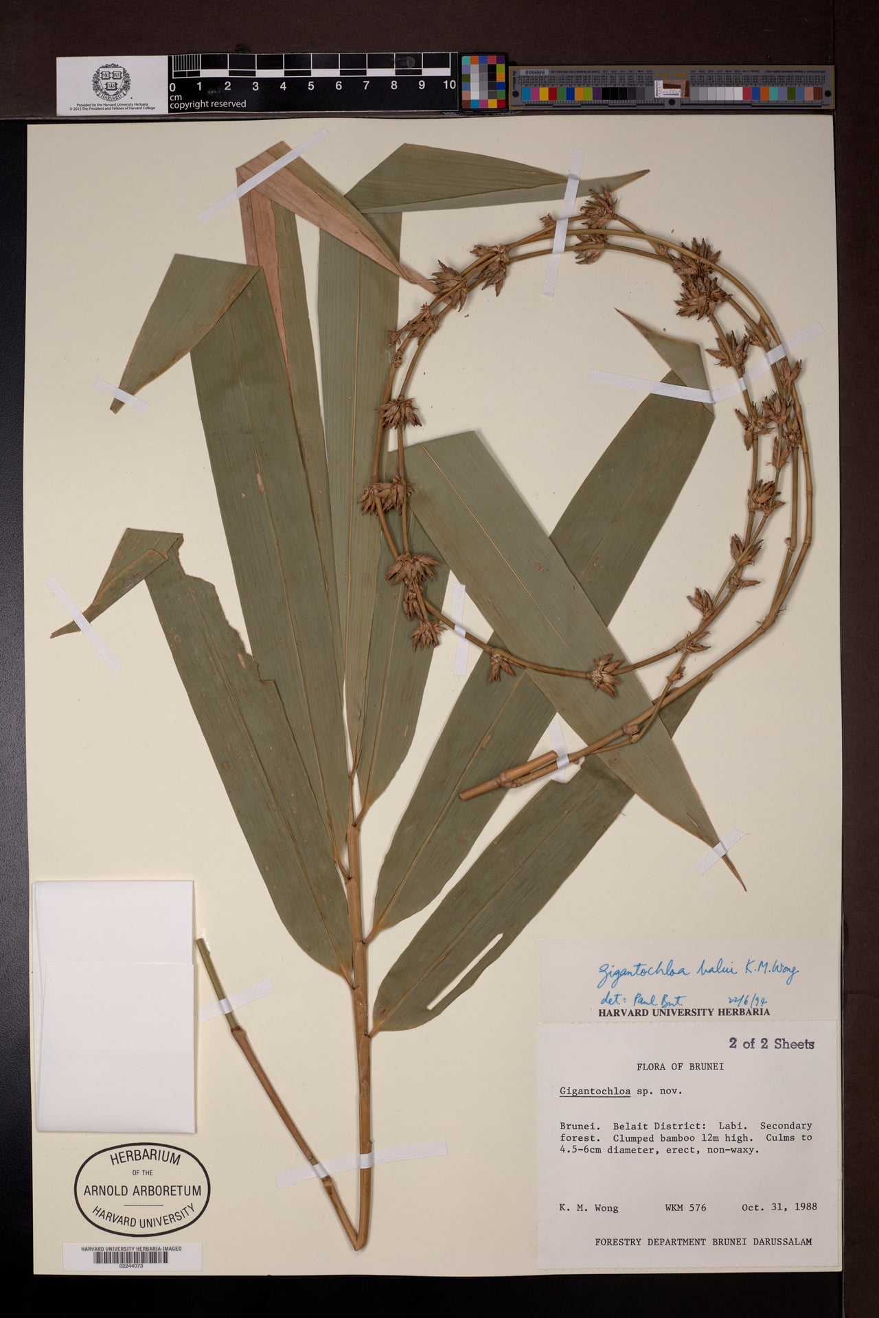 Gigantochloa balui