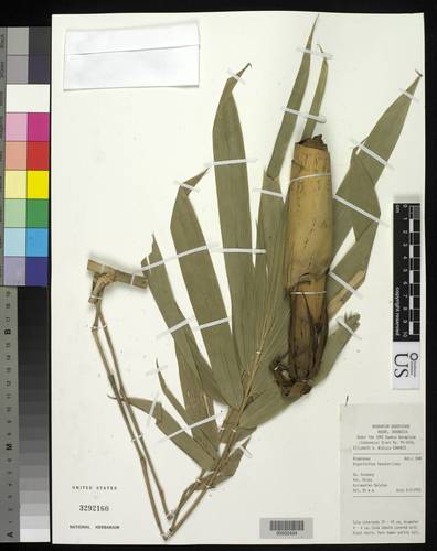 Gigantochloa hasskarliana
