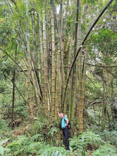 Gigantochloa levis