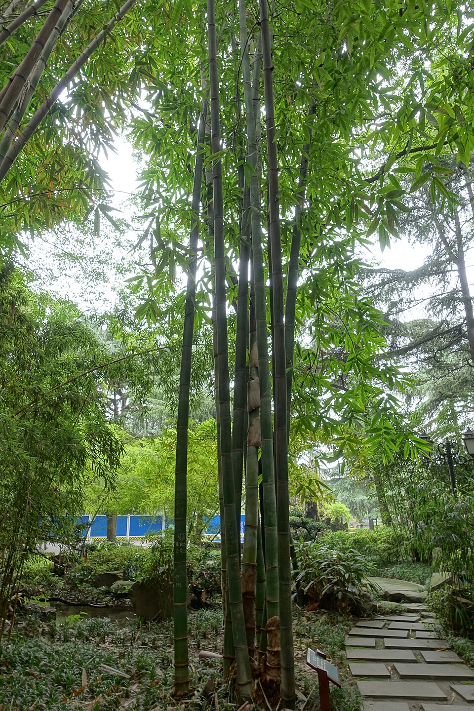 Gigantochloa levis (Smooth-shoot gigantochloa) — photo