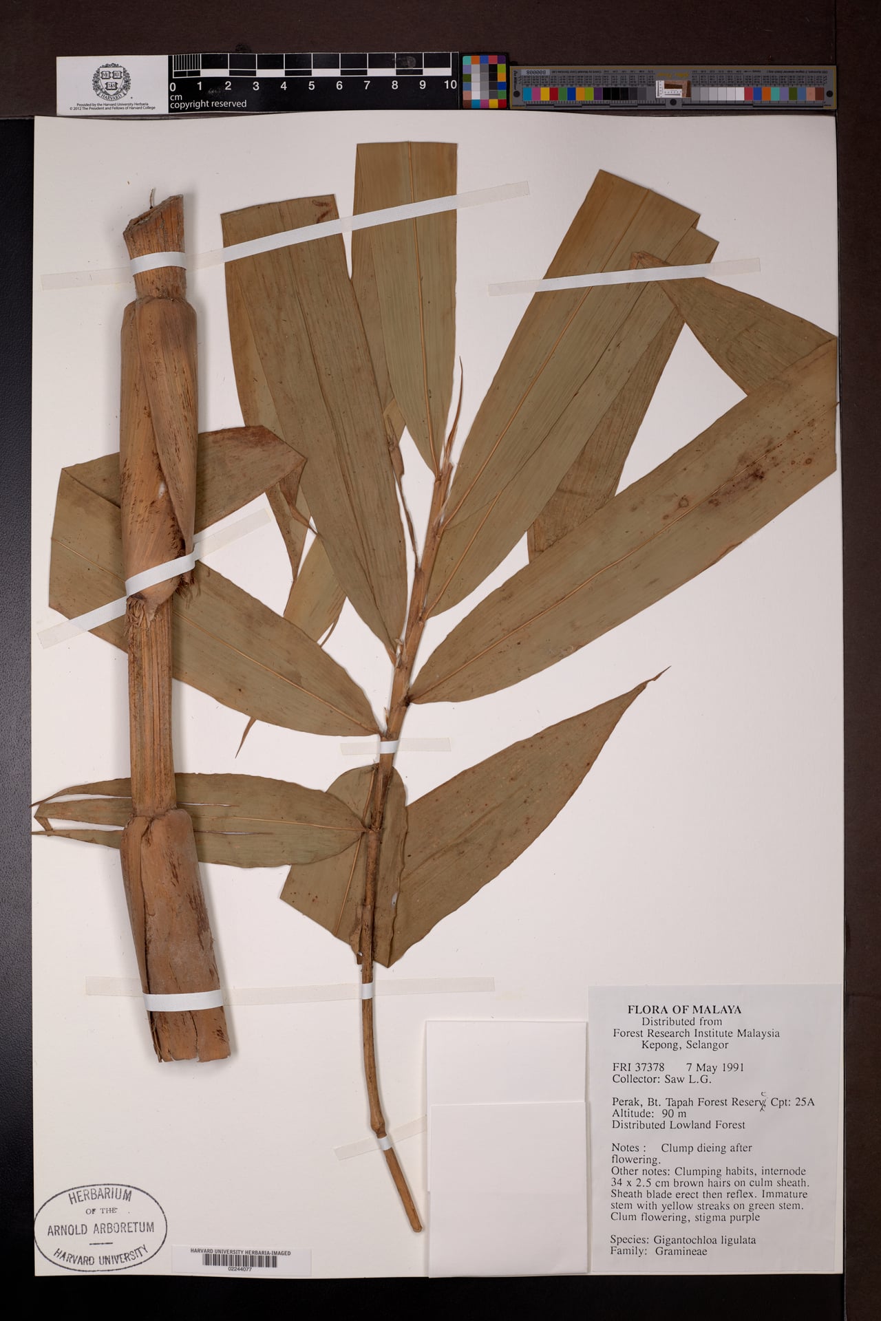Gigantochloa ligulata — photo
