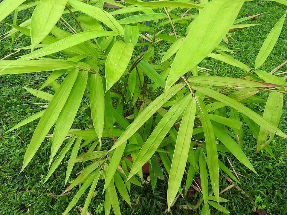 Gigantochloa nigrociliata (Black fringed giant grass) — photo